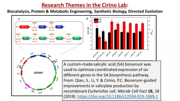 Research Themes in the Cirino Lab: Biocatalysis, Protein & Metabolic Engineering, Synthetic Biology, Directed Evolution